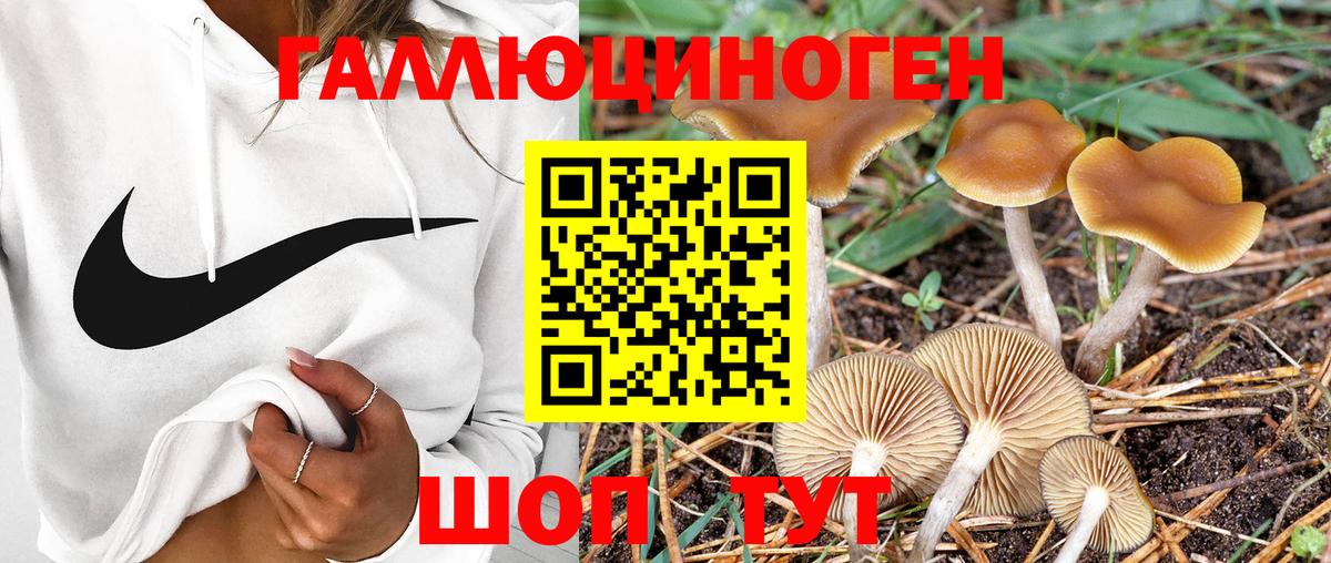 Галлюциногенные грибы GOLDEN TEACHER  Галлюциногенные грибы Psilocybe  Вход с VPN  Балтийск 